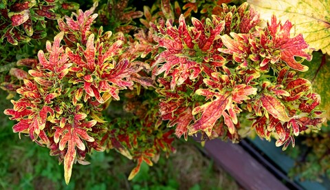 Монако Тай колеус КСР