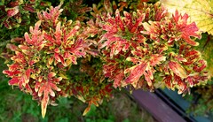 Монако Тай колеус КСР