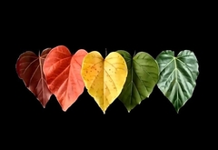 Силиконовый молд 