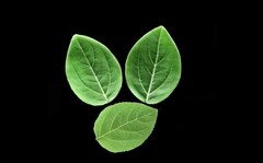 Силиконовый вайнер лист Яблони