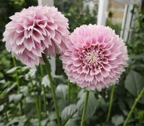 Георгин Маршмелоу Бейби (Marshmallow Baby)