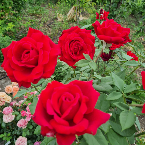 Кло Вужо( Rose Clos Vougeot)