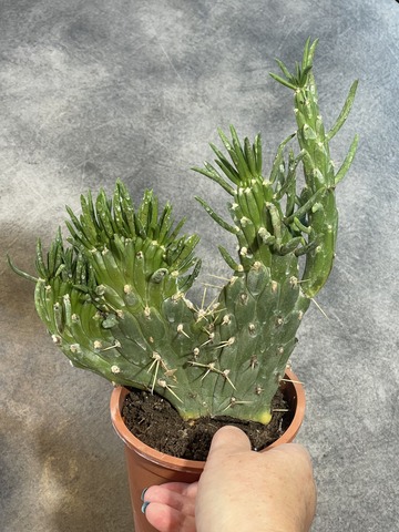 Опунция Субулата Кристата d12