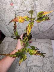 Kaleidoscope Тай колеус