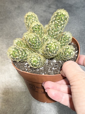 Маммиллярия Элонгата Лемон d12