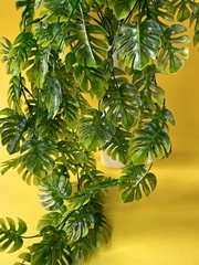 Зелень Монстеры ампельной, свисающая зелень, евро пластик, 72 см, набор 2 шт.