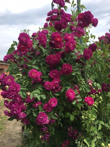 Розенгартен Цвайбрюкен( Rosengarten Zweibrucken)