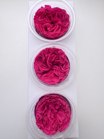 Роза сортовая 7-8см Малиновый (цена за 3шт)