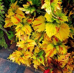 Николь Тай колеус КСР