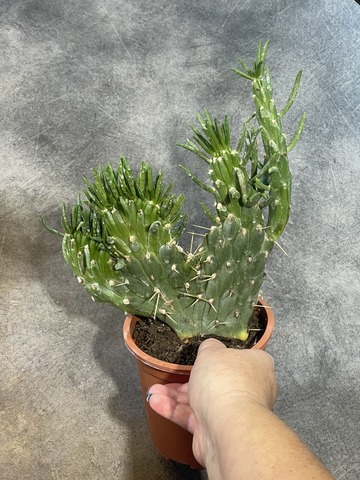 Опунция Субулата Кристата d12