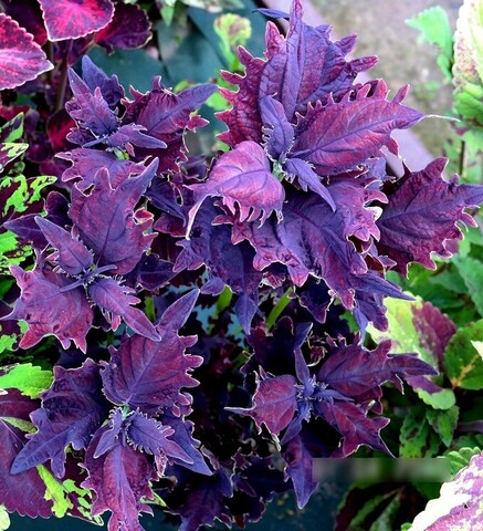 Метеор UO колеус КСР