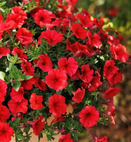 Петуния Vista Strawberry