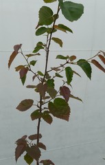 Teofrast Береза бумажная Betula papyrifera