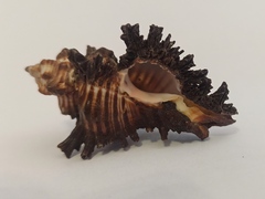 Мурекс бруннеус (Chicoreus brunneus), 1шт