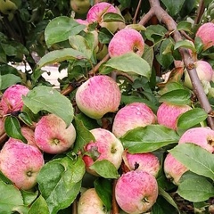 Яблоки сорта Коричное полосатое /1 кг
