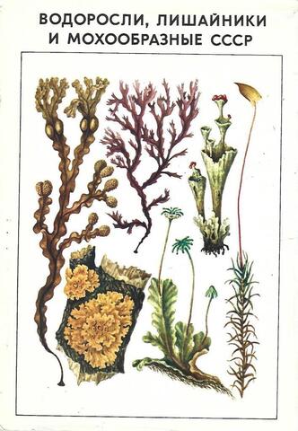 Водоросли, лишайники и мохообразные СССР