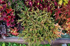 МаджестикТай колеус КСР