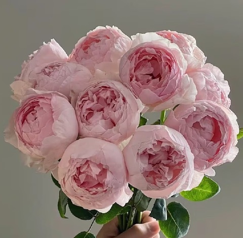 Роза Пиони Пинк (Roses Peony Pink)
