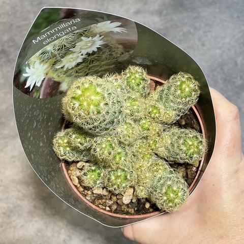 Маммиллярия Элонгата Лемон d10