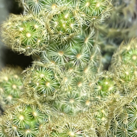 Маммиллярия Элонгата Лемон d10