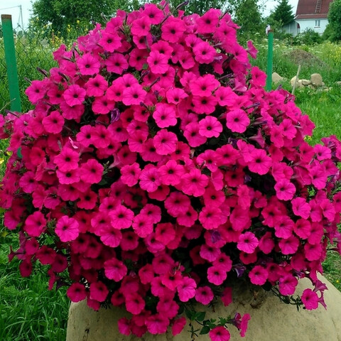 S5767 Петуния ампельная Tidal Wave Cherry 100 шт.