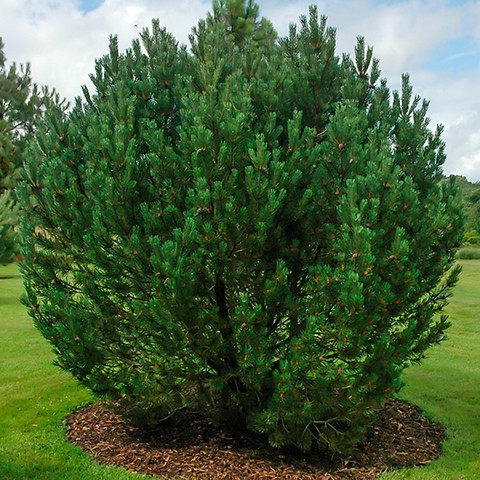 Семена Сосна горная Мугус Pinus mugo Mughus