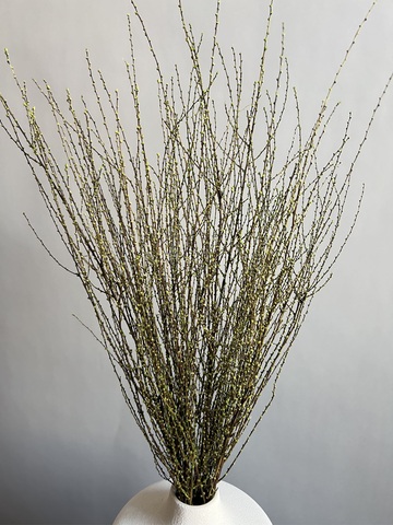 Вереск зеленый