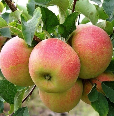 Яблоня Чемпион