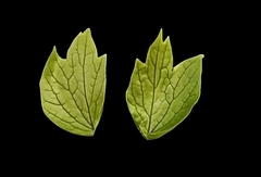 Силиконовый ванер Лист Пиона № 17