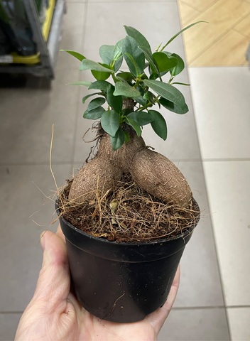 Бонсай Фикус Микрокарпа Гинсенг