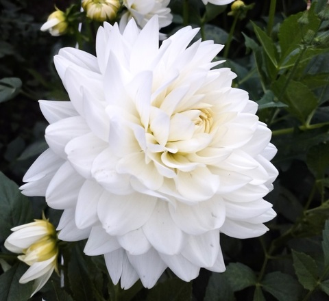 Георгин Пис Пакт (Peace Pact)