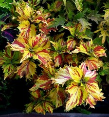 Николь Тай колеус КСР