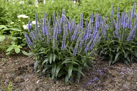 37153 Вероника MAGIC SHOW Ever After (Весна 2026)