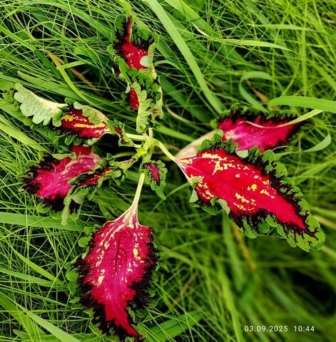 Малахитовый венец колеус