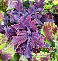 Метеор UO колеус КСР