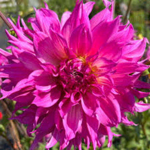 Георгин Хелен Ричмонд (Helen Richmond)