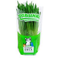 Травинка Витаминка овес в круглом горшочке D 10.5см в цветной упаковке