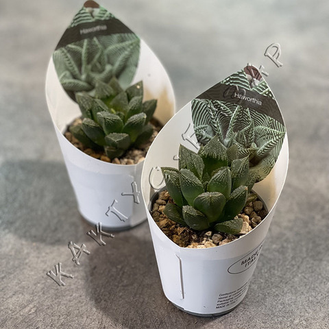 Хавортия Эмили Мейджор d7