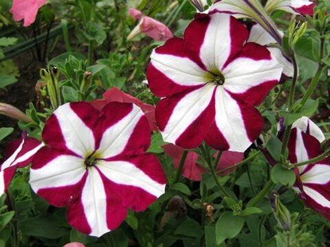 S6091 Петуния кустовая Multiflora MIRAGE BURGUNDY STAR 100 шт.