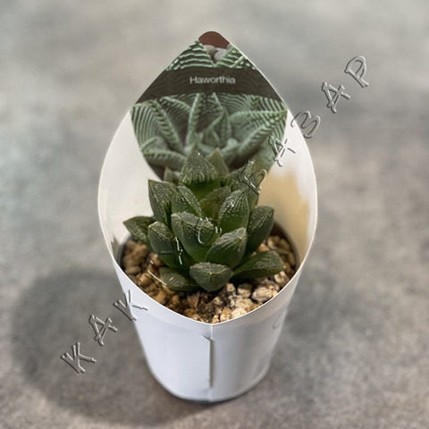 Хавортия Эмили Мейджор d7