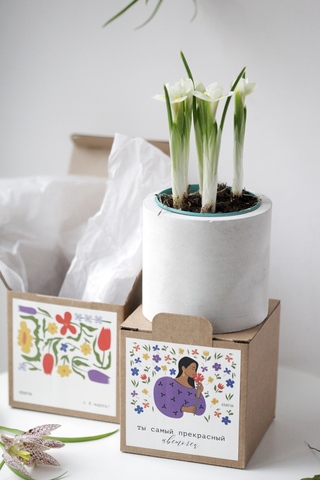 Первоцвет в бетонном кашпо с коробочкой