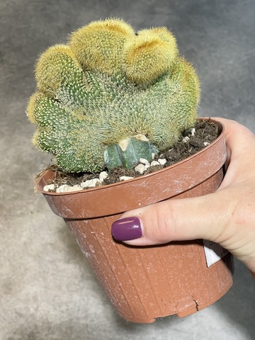 Нотокактус Ленингхаузи кристата на подвое d12