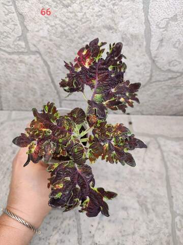 Black Magic Тай колеус