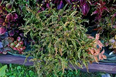 МаджестикТай колеус КСР