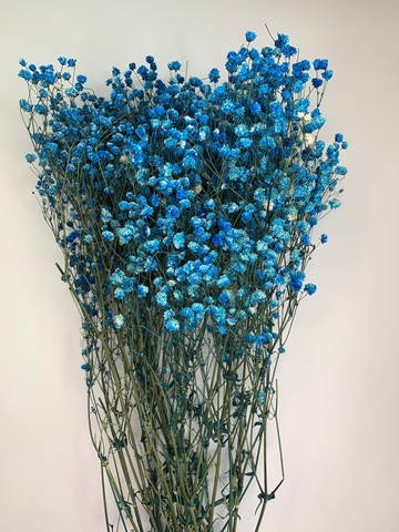 Гипсофила стаб. Ярко сине-голубая