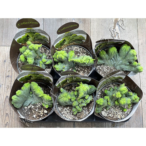 Трихоцереус Бриджерси Кристата Монстроза d15