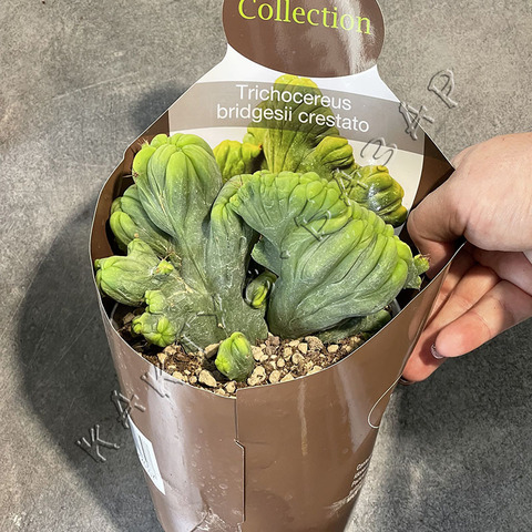 Трихоцереус Бриджерси Кристата Монстроза d15