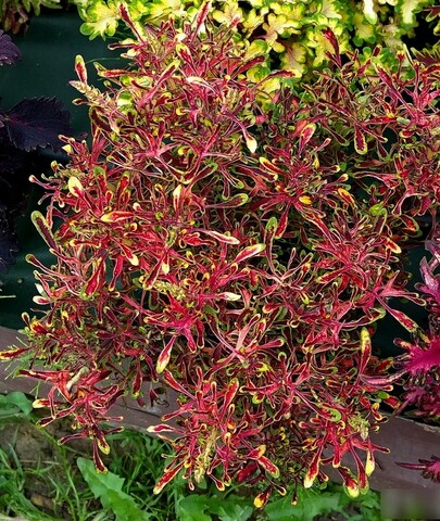 Нокаут - Knockout колеус КСР