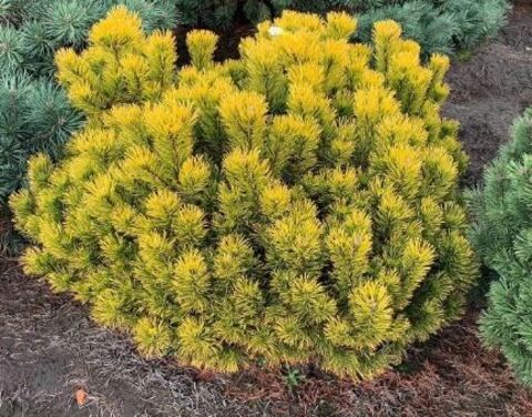 Сосна горная Карстенс Винтерголд