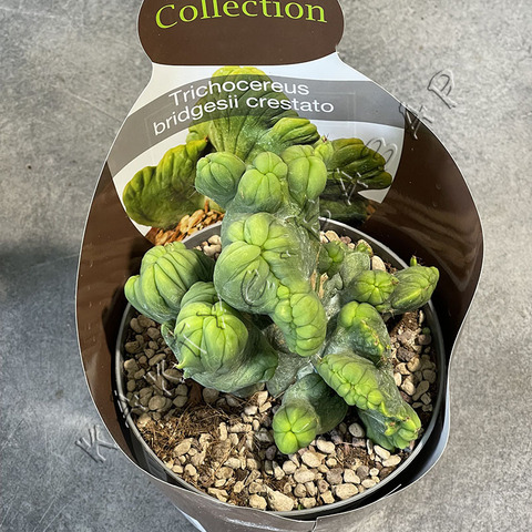 Трихоцереус Бриджерси Кристата Монстроза d15